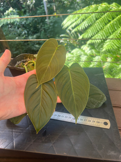 Philodendron melanochrysum x sharoniae