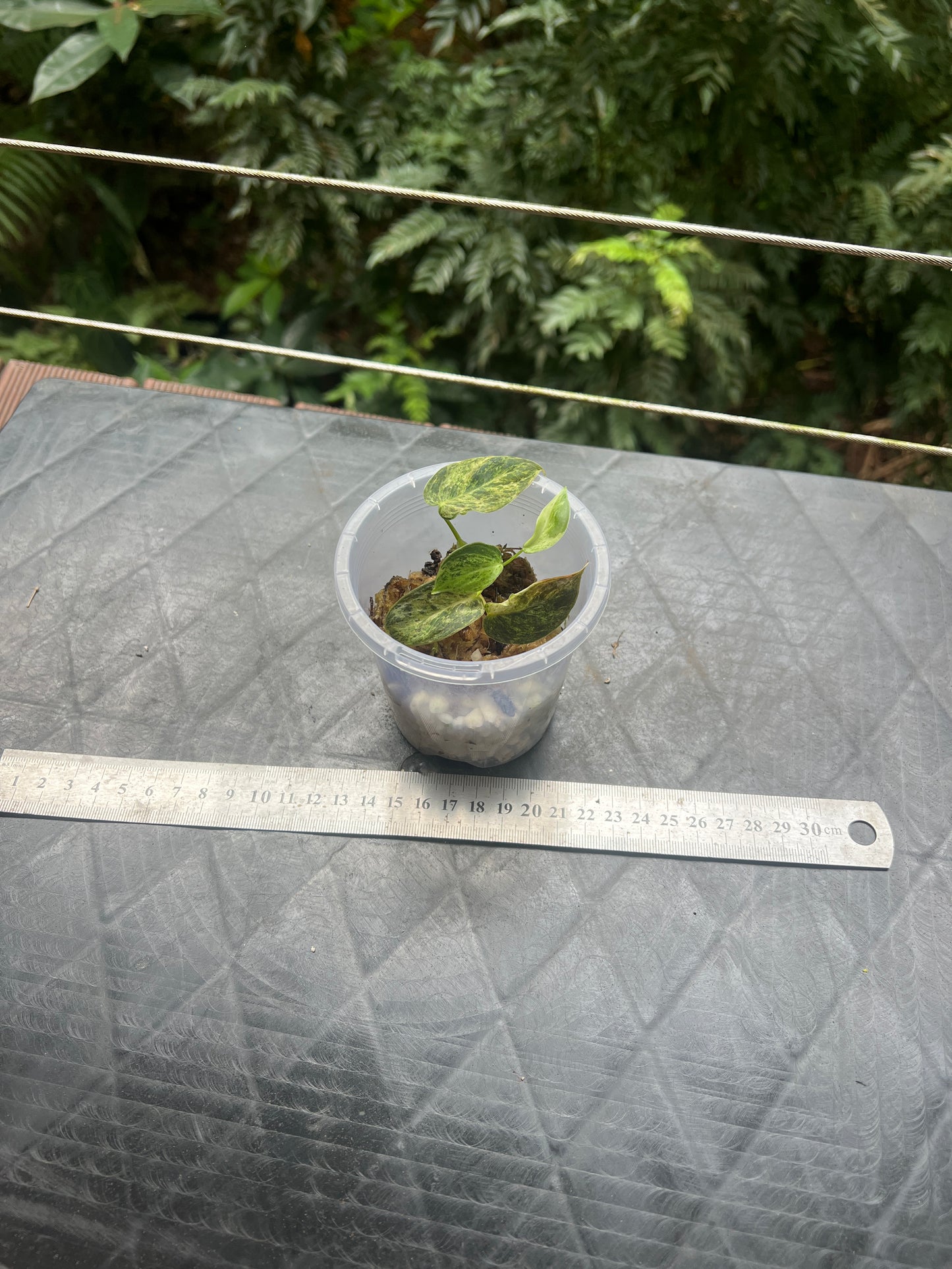 Philodendron melanochrysum x sharoniae Variegated!