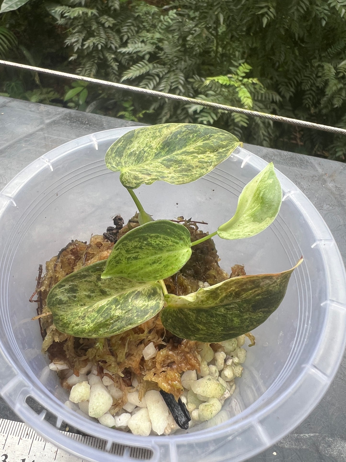 Philodendron melanochrysum x sharoniae Variegated!
