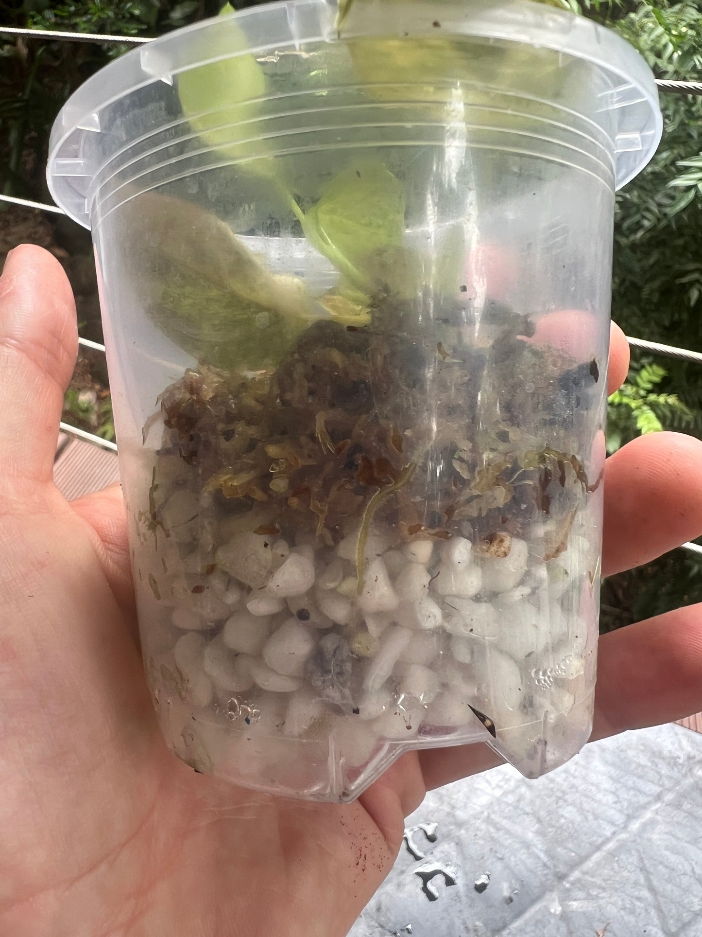 Philodendron melanochrysum x sharoniae Variegated!