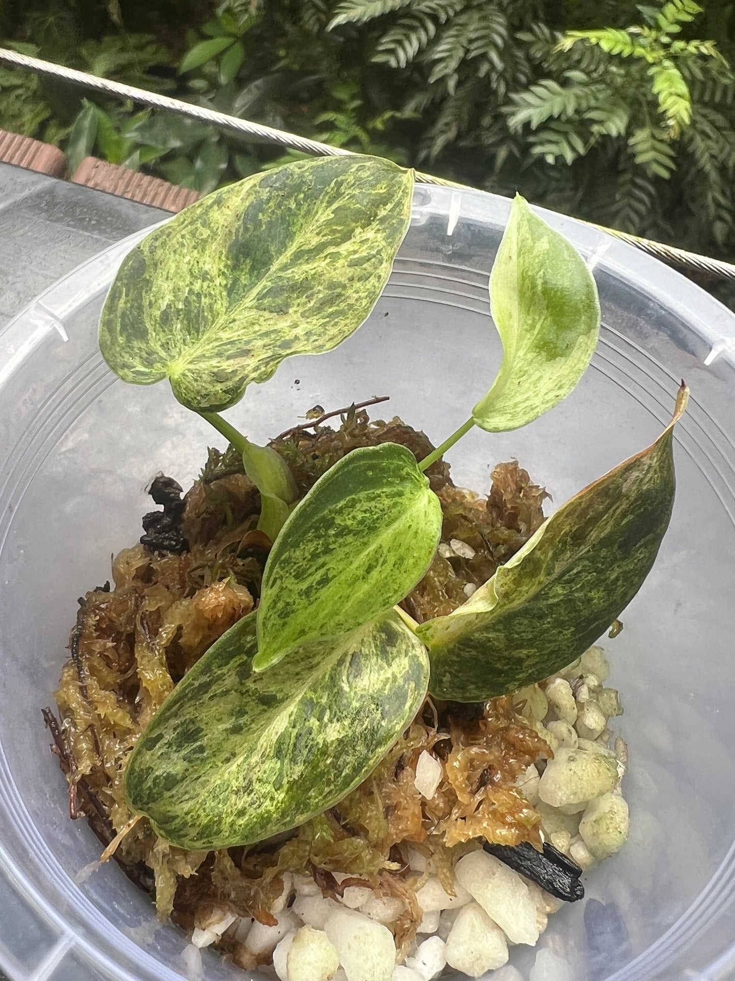 Philodendron melanochrysum x sharoniae Variegated!