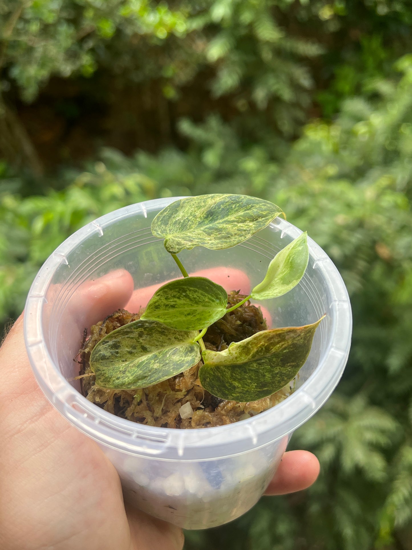 Philodendron melanochrysum x sharoniae Variegated!