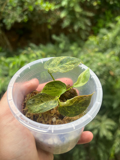 Philodendron melanochrysum x sharoniae Variegated!