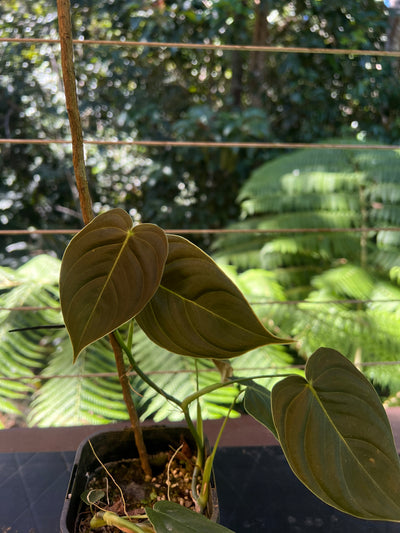 Philodendron melanochrysum x sharoniae
