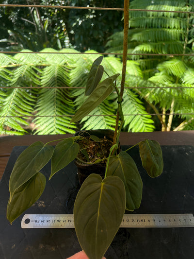 Philodendron melanochrysum x sharoniae