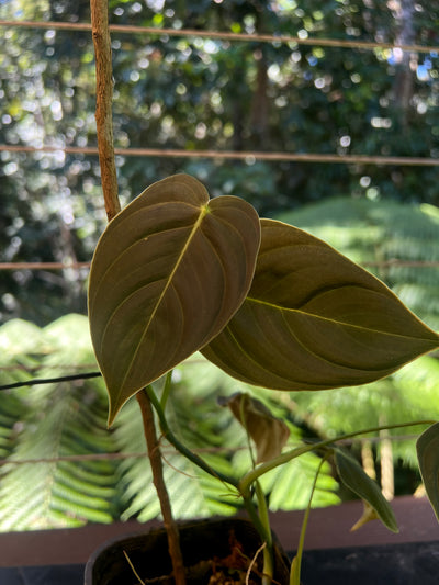Philodendron melanochrysum x sharoniae