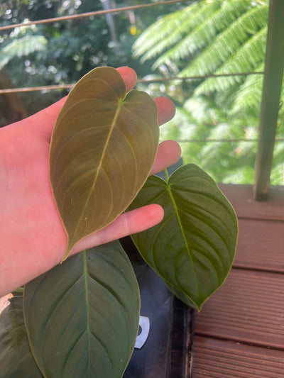 Philodendron melanochrysum x sharoniae