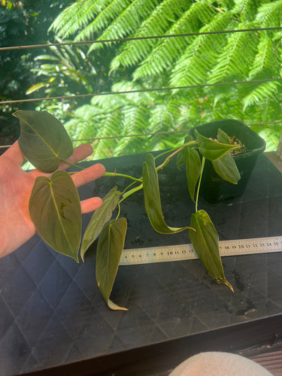 Philodendron melanochrysum x sharoniae