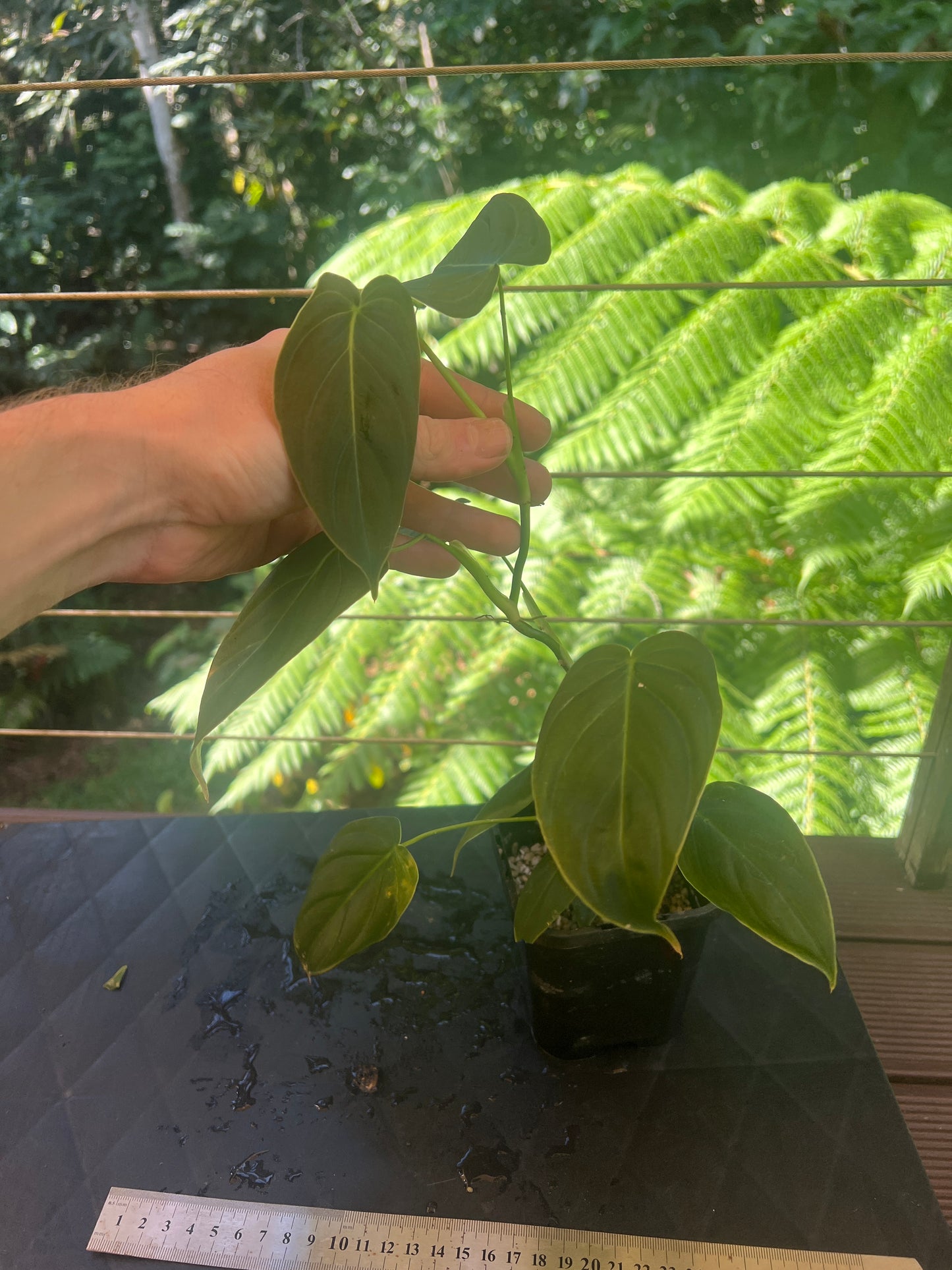 Philodendron melanochrysum x sharoniae