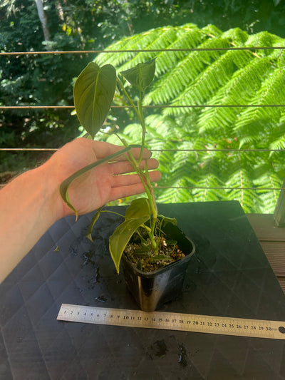 Philodendron melanochrysum x sharoniae