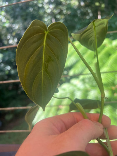 Philodendron melanochrysum x sharoniae