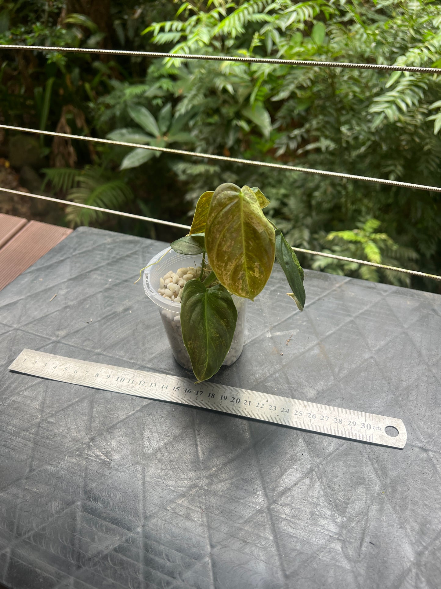 Philodendron melanochrysum x sharoniae Variegated!