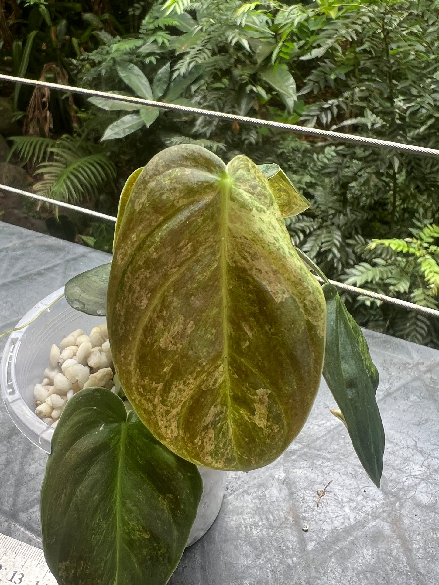Philodendron melanochrysum x sharoniae Variegated!