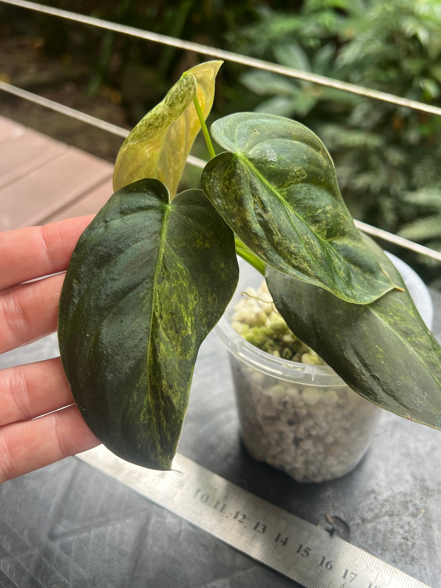 Philodendron melanochrysum x sharoniae Variegated!