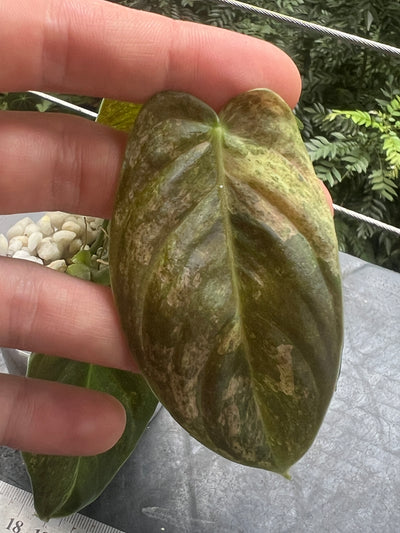 Philodendron melanochrysum x sharoniae Variegated!