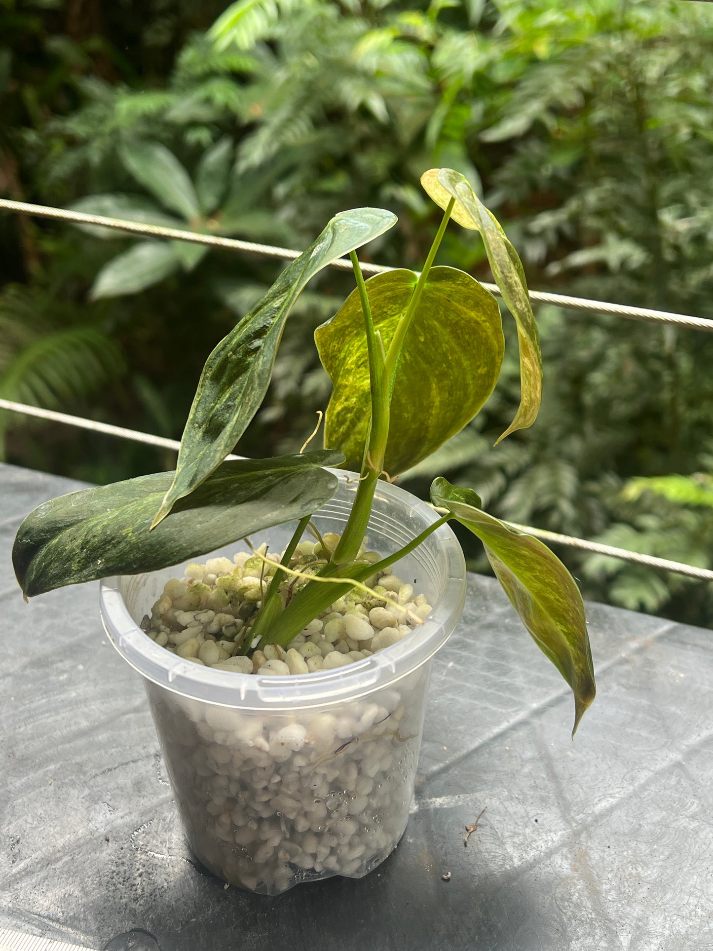 Philodendron melanochrysum x sharoniae Variegated!