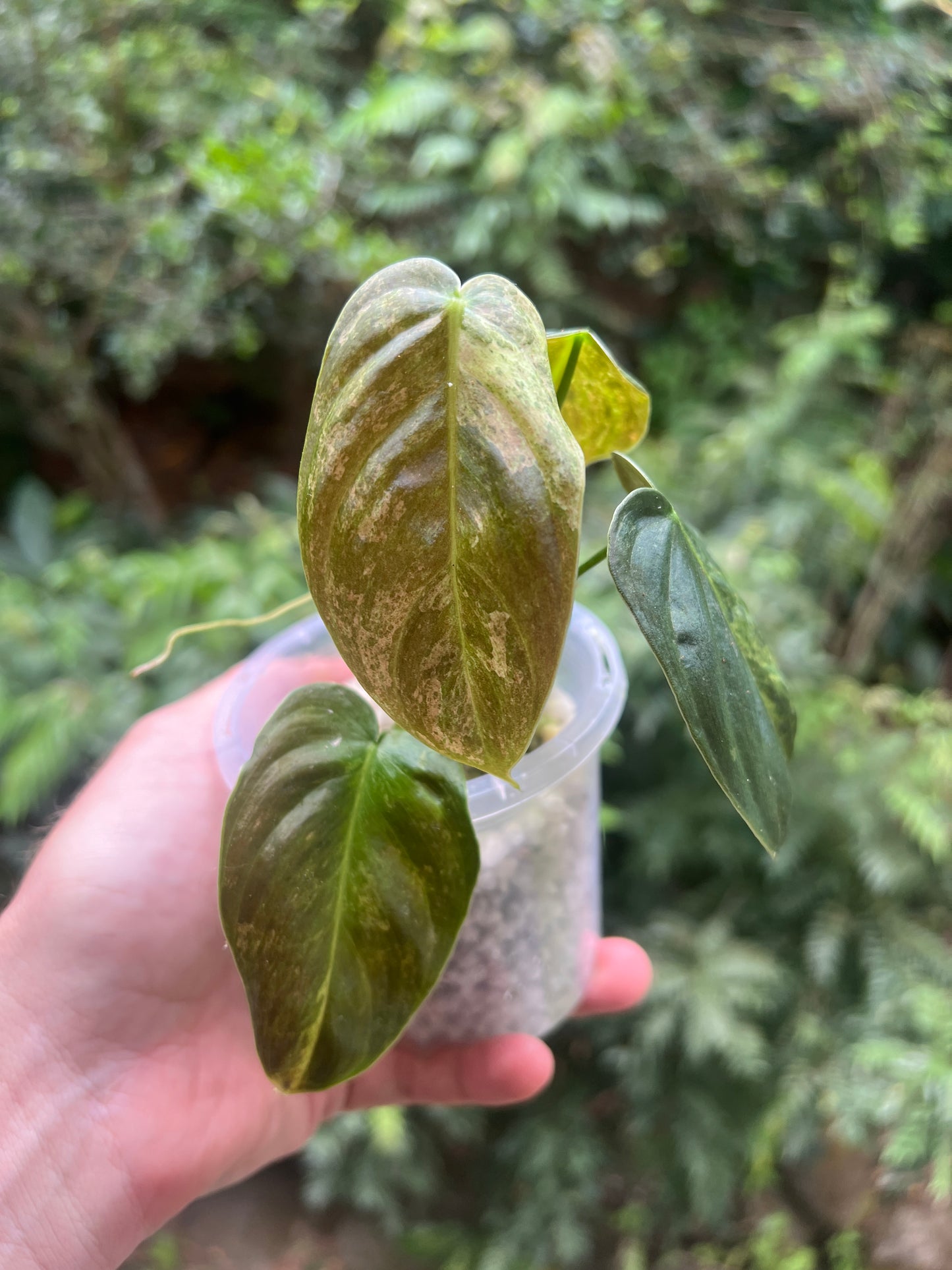 Philodendron melanochrysum x sharoniae Variegated!