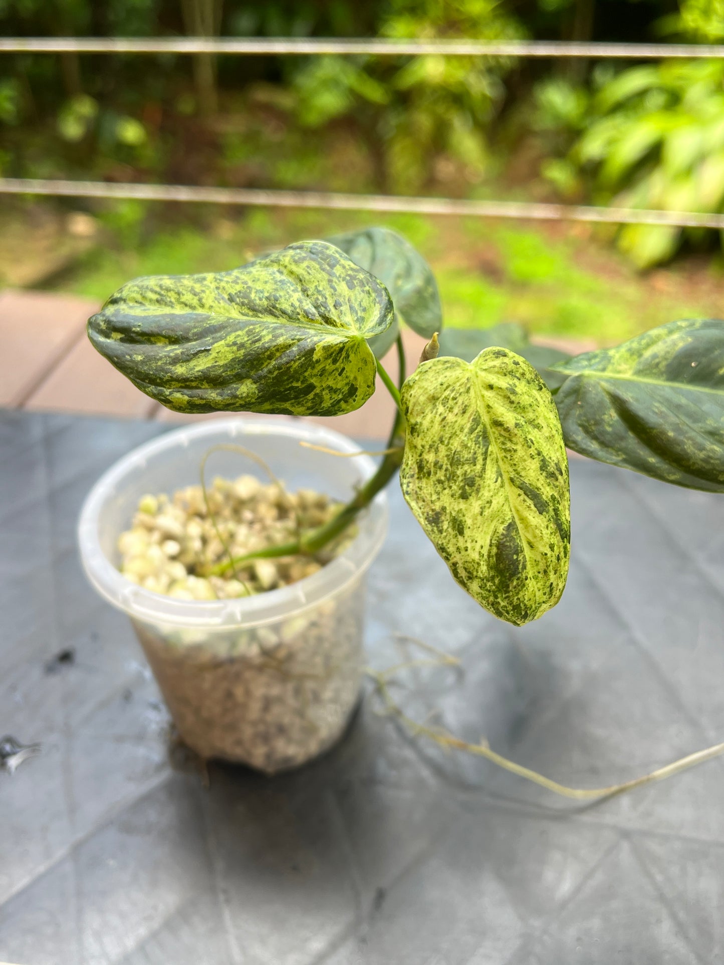 Philodendron melanochrysum x sharoniae Variegated!