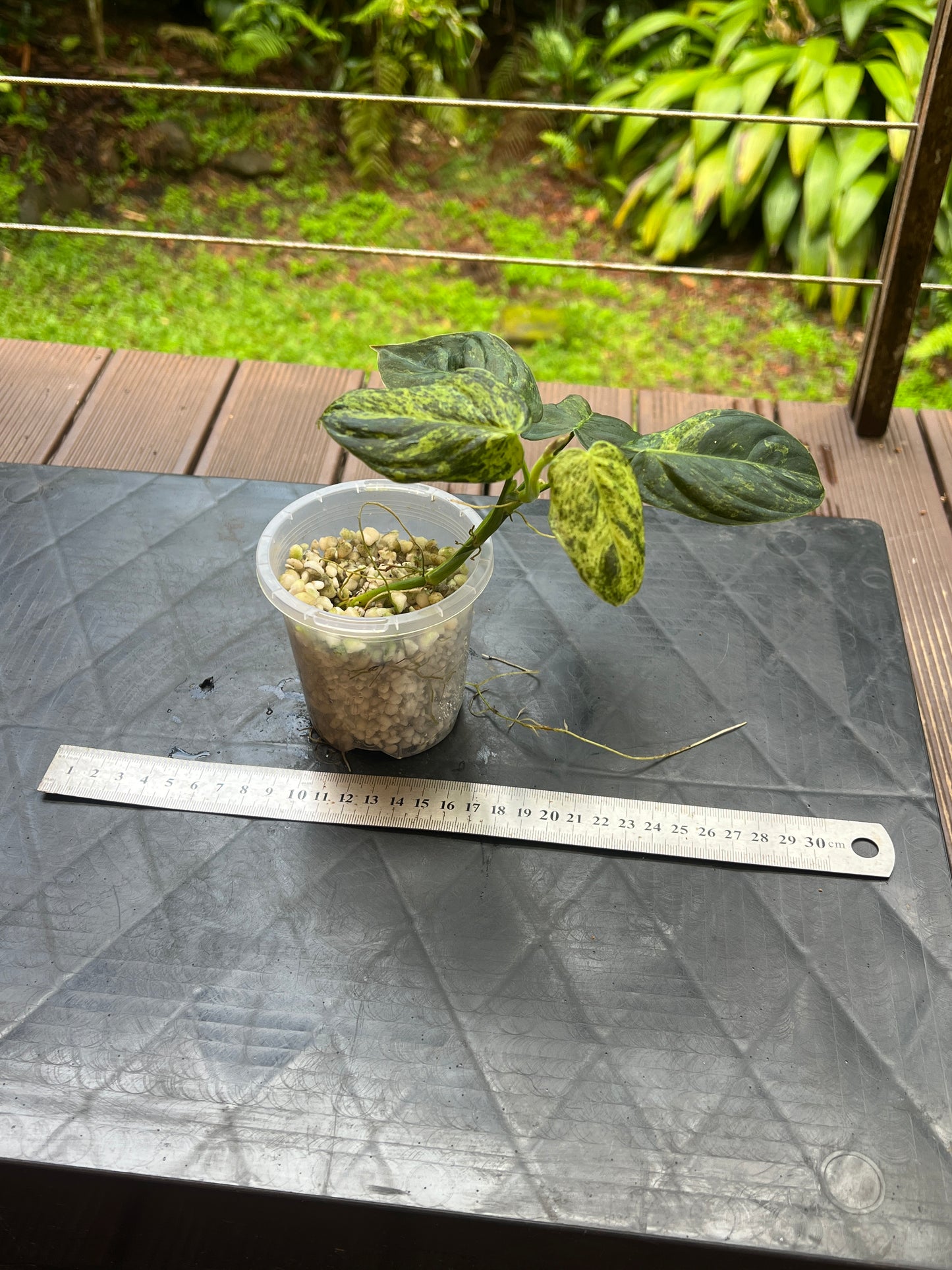 Philodendron melanochrysum x sharoniae Variegated!