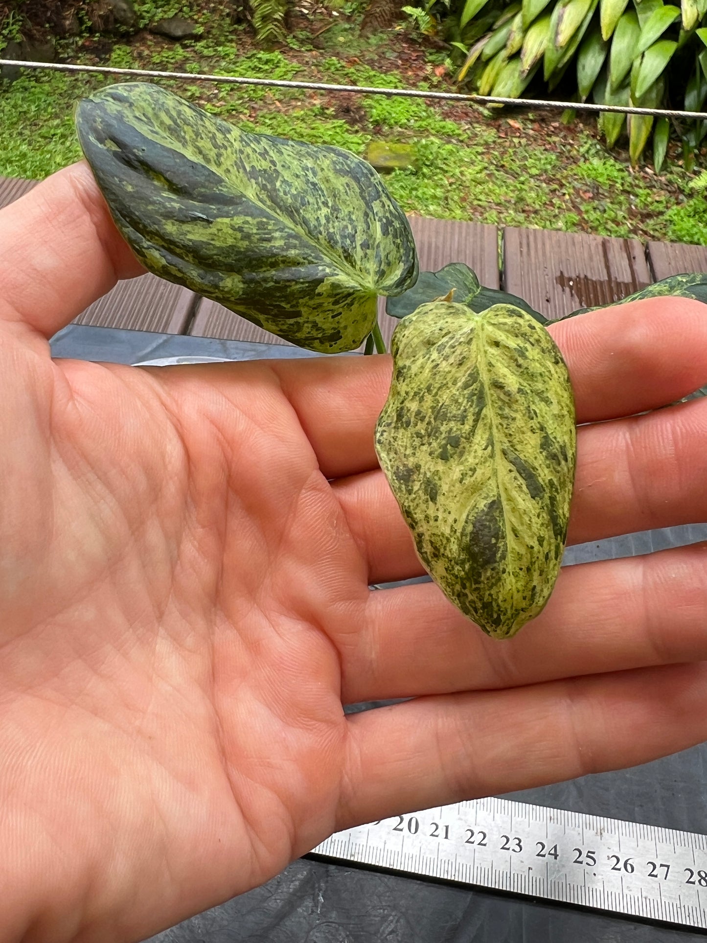 Philodendron melanochrysum x sharoniae Variegated!