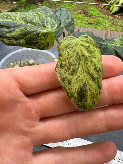 Philodendron melanochrysum x sharoniae Variegated!