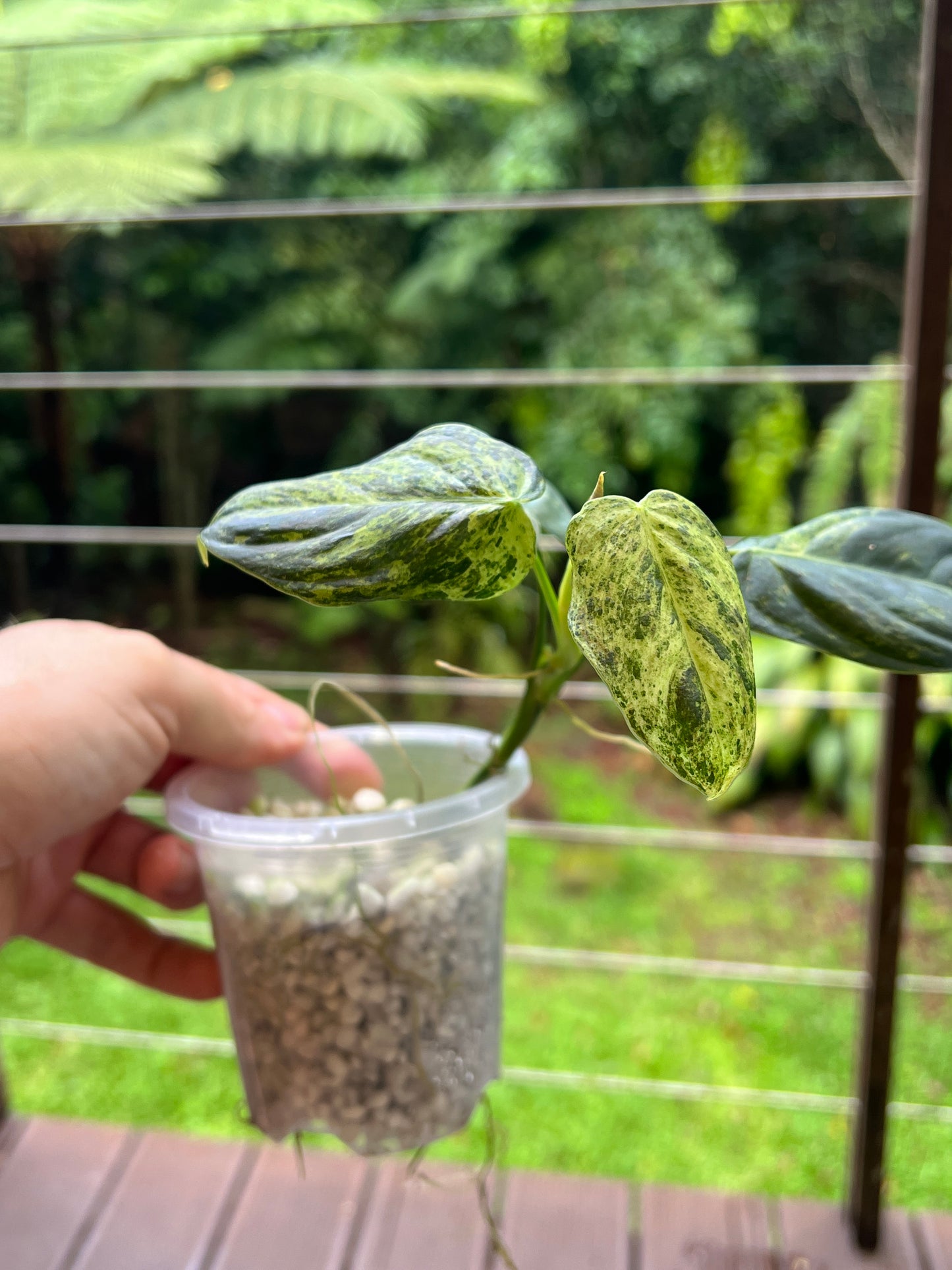 Philodendron melanochrysum x sharoniae Variegated!