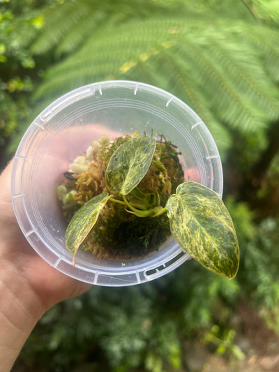 Philodendron melanochrysum x sharoniae Variegated!