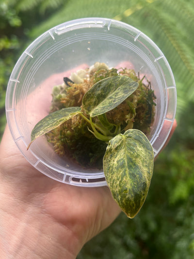 Philodendron melanochrysum x sharoniae Variegated!