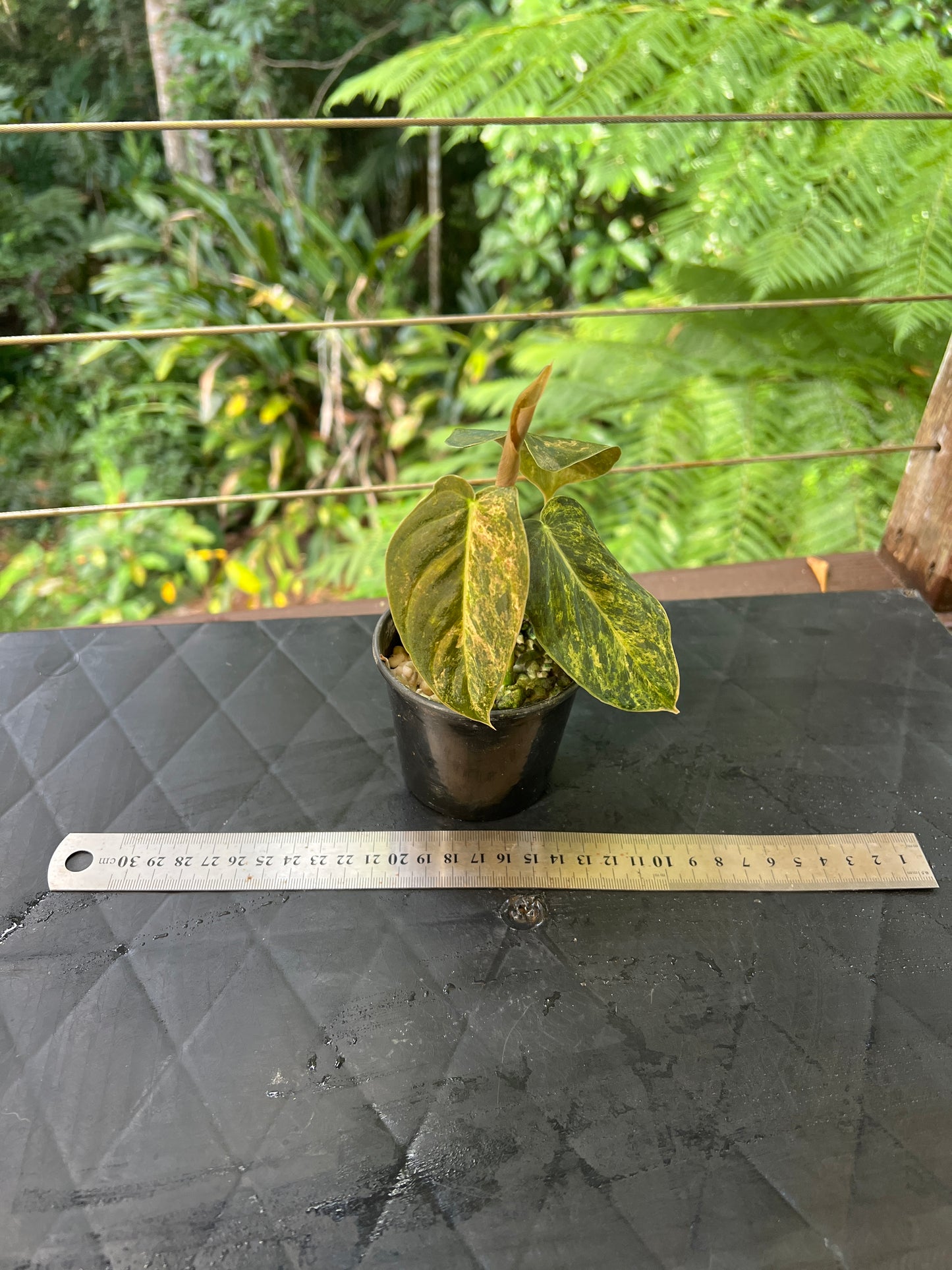 Philodendron melanochrysum x sharoniae variegated!