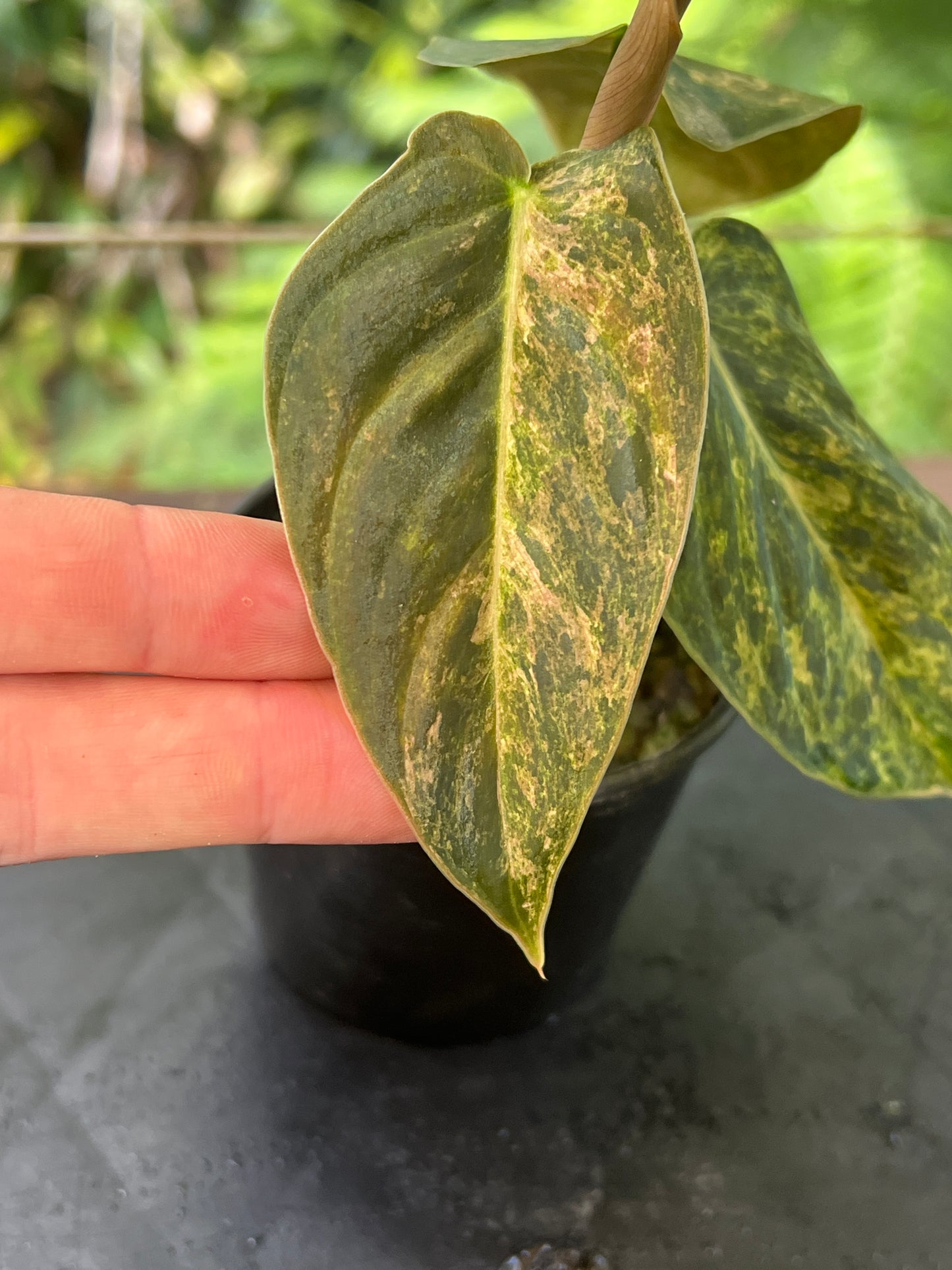 Philodendron melanochrysum x sharoniae variegated!