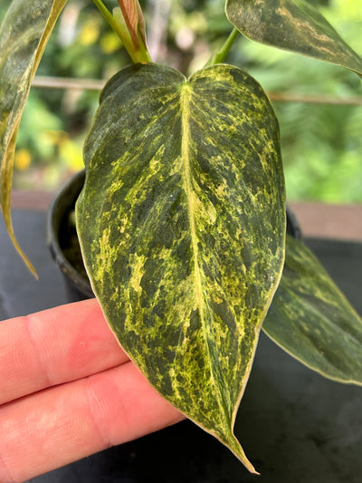 Philodendron melanochrysum x sharoniae variegated!
