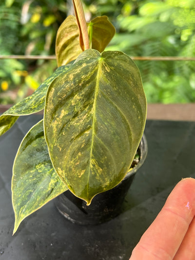 Philodendron melanochrysum x sharoniae variegated!