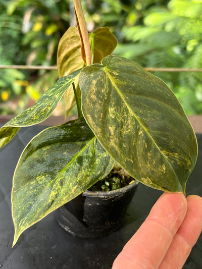 Philodendron melanochrysum x sharoniae variegated!