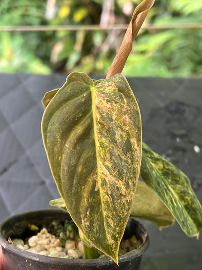 Philodendron melanochrysum x sharoniae variegated!