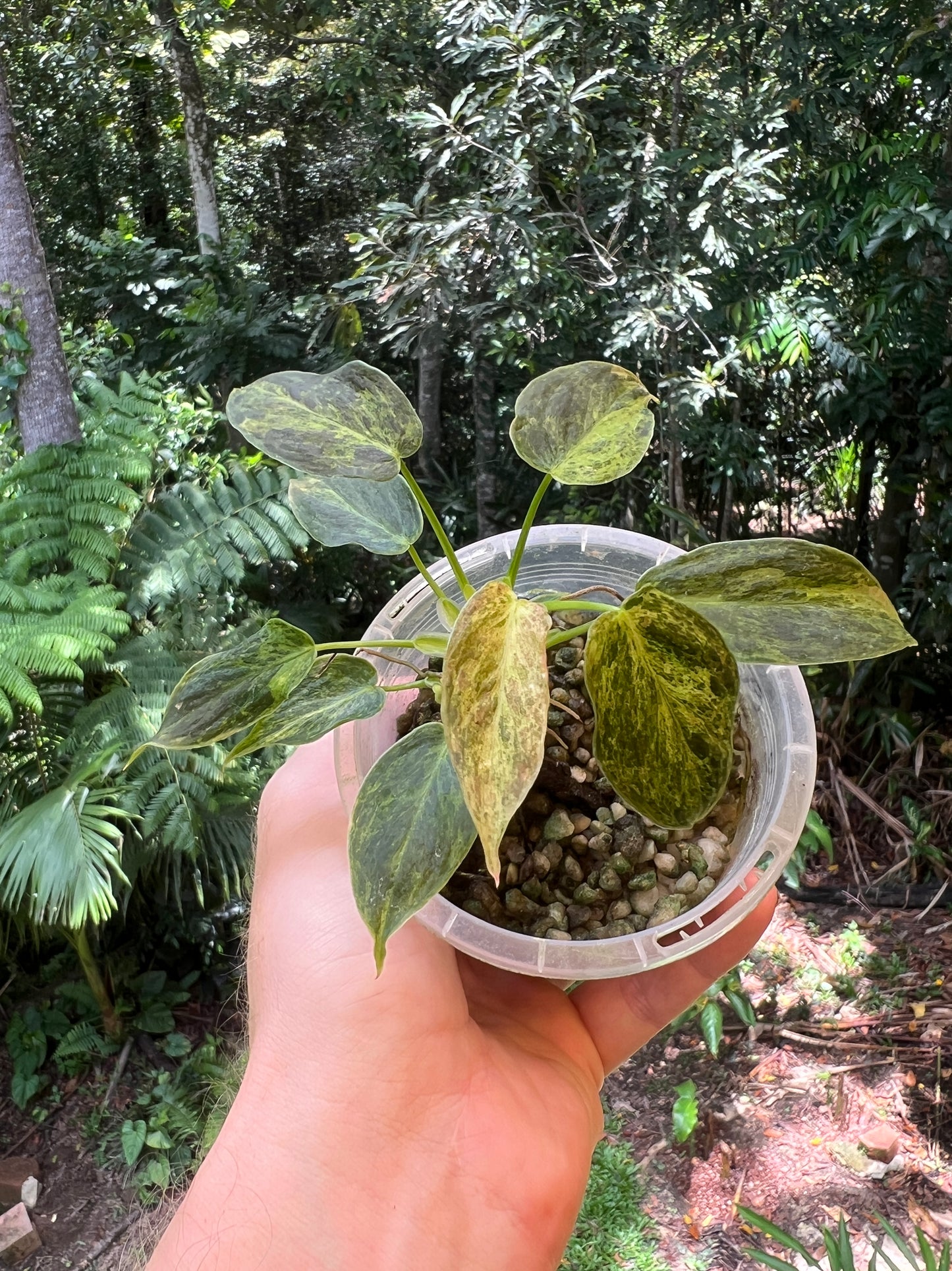 Philodendron melanochrysum x sharoniae Variegated!