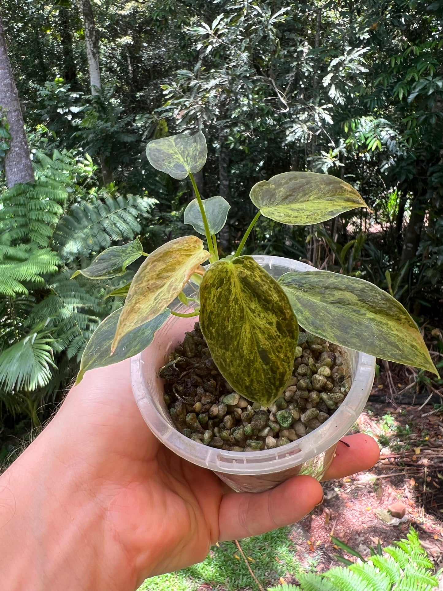 Philodendron melanochrysum x sharoniae Variegated!