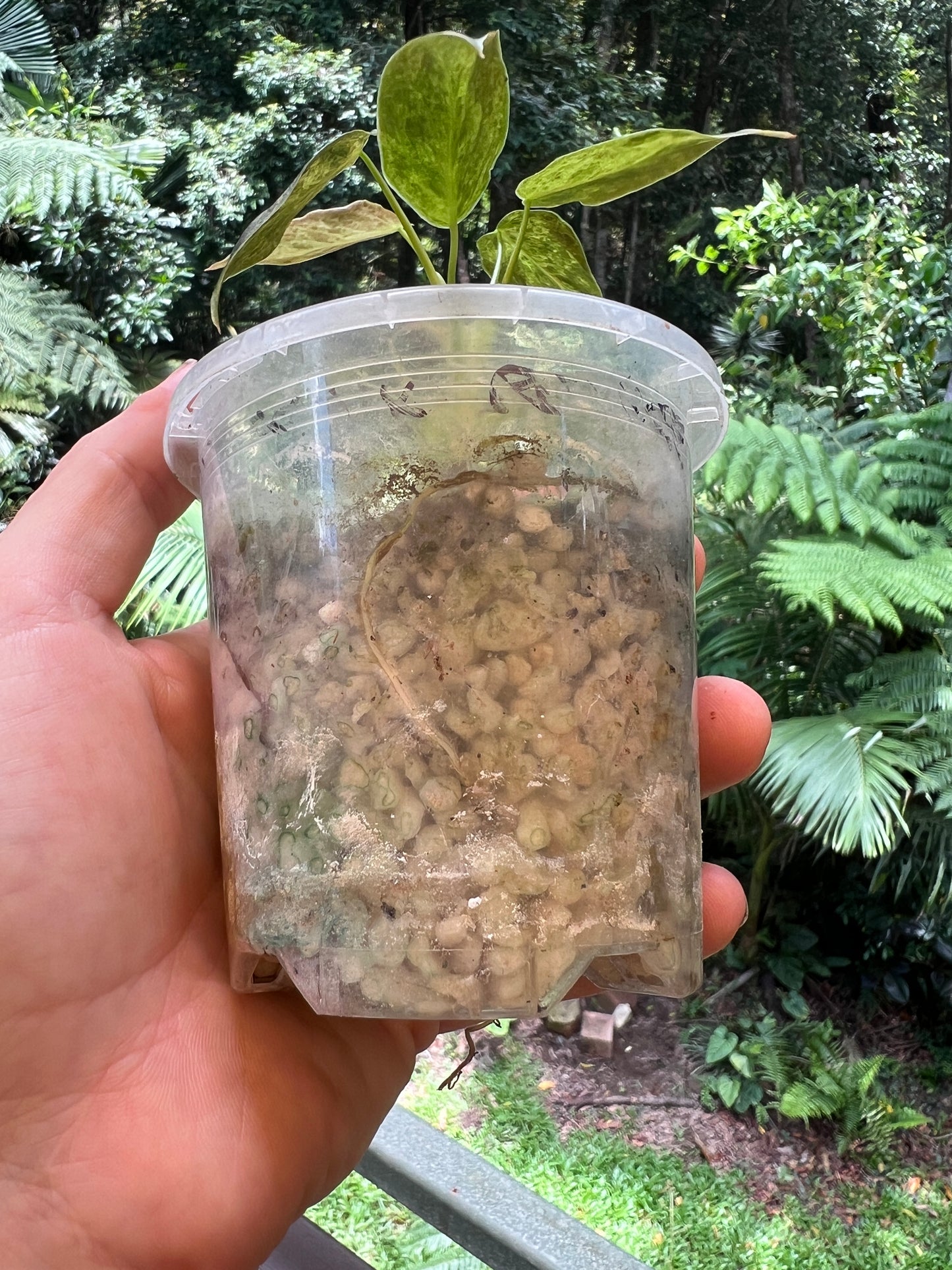 Philodendron melanochrysum x sharoniae Variegated!