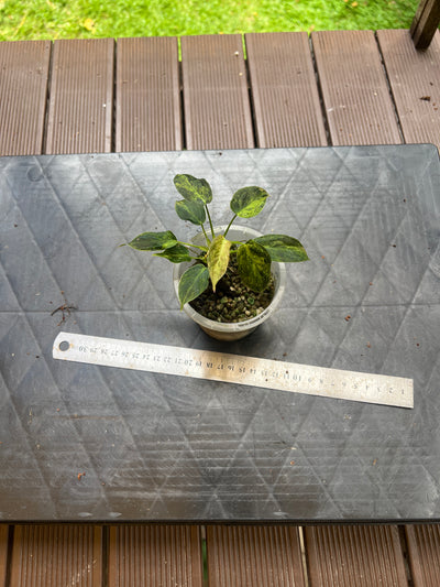 Philodendron melanochrysum x sharoniae Variegated!