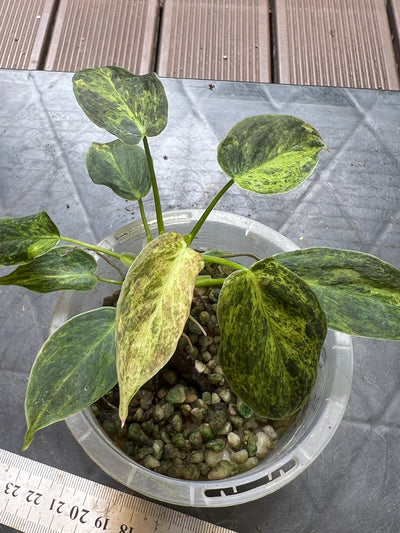 Philodendron melanochrysum x sharoniae Variegated!