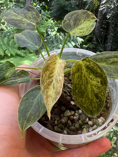 Philodendron melanochrysum x sharoniae Variegated!