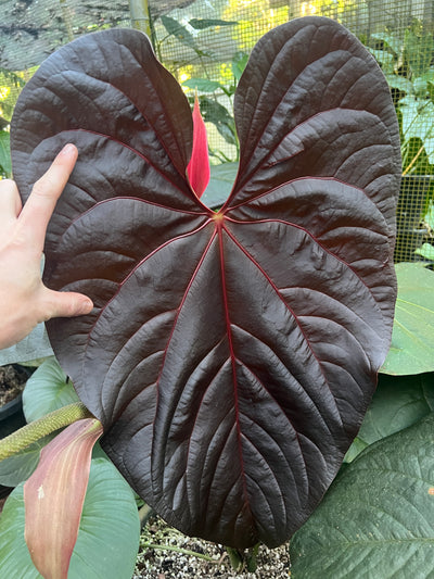 Anthurium Mojo Rojo Bench - Pack x4 Seeds