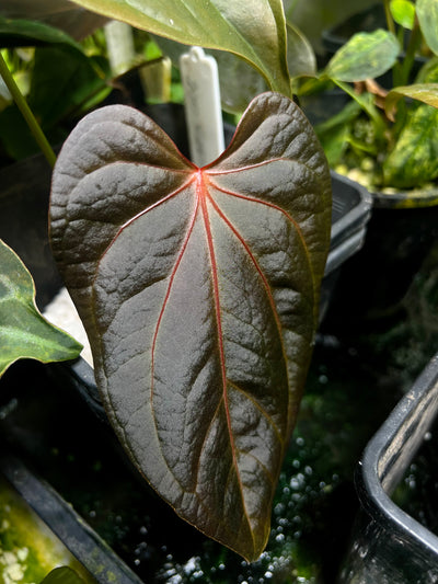 Anthurium Mojo Rojo Bench - Pack x4 Seeds