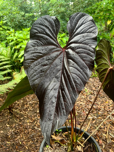 Anthurium Veitchii x Moodeanum Large Plant