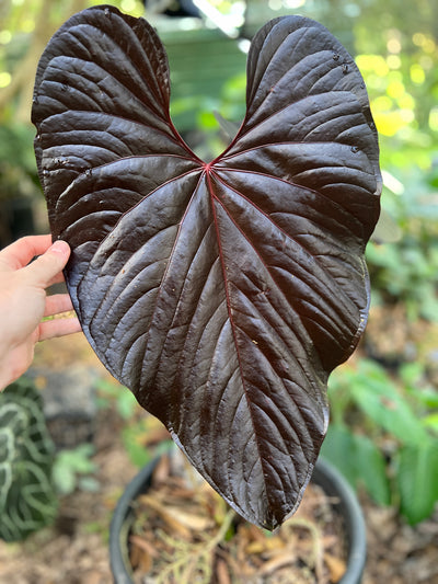 Anthurium Moody Clone ( Red Beauty , Moodeanum )