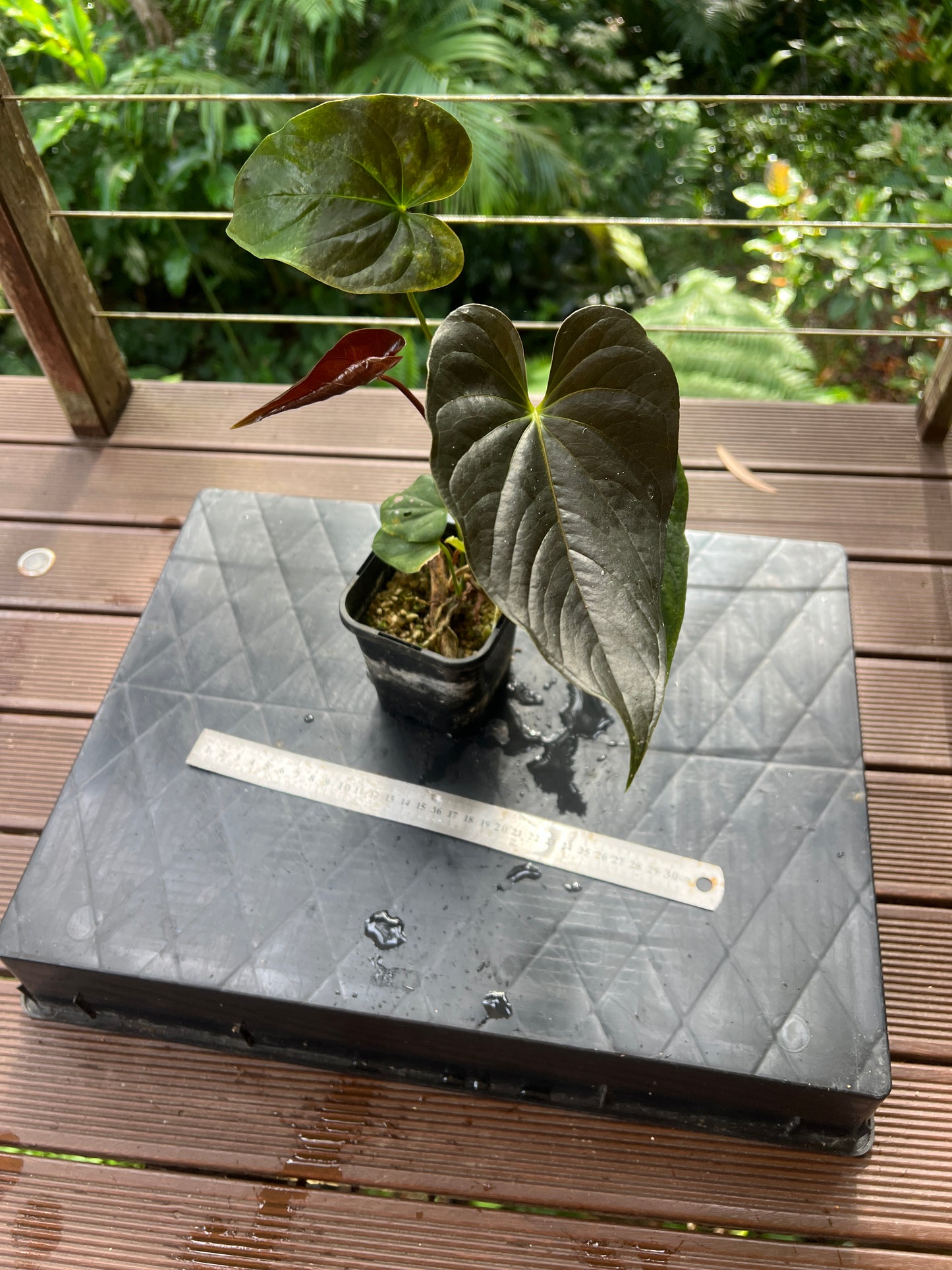 Anthurium Moodeanum Moody Clone Cutting Grown