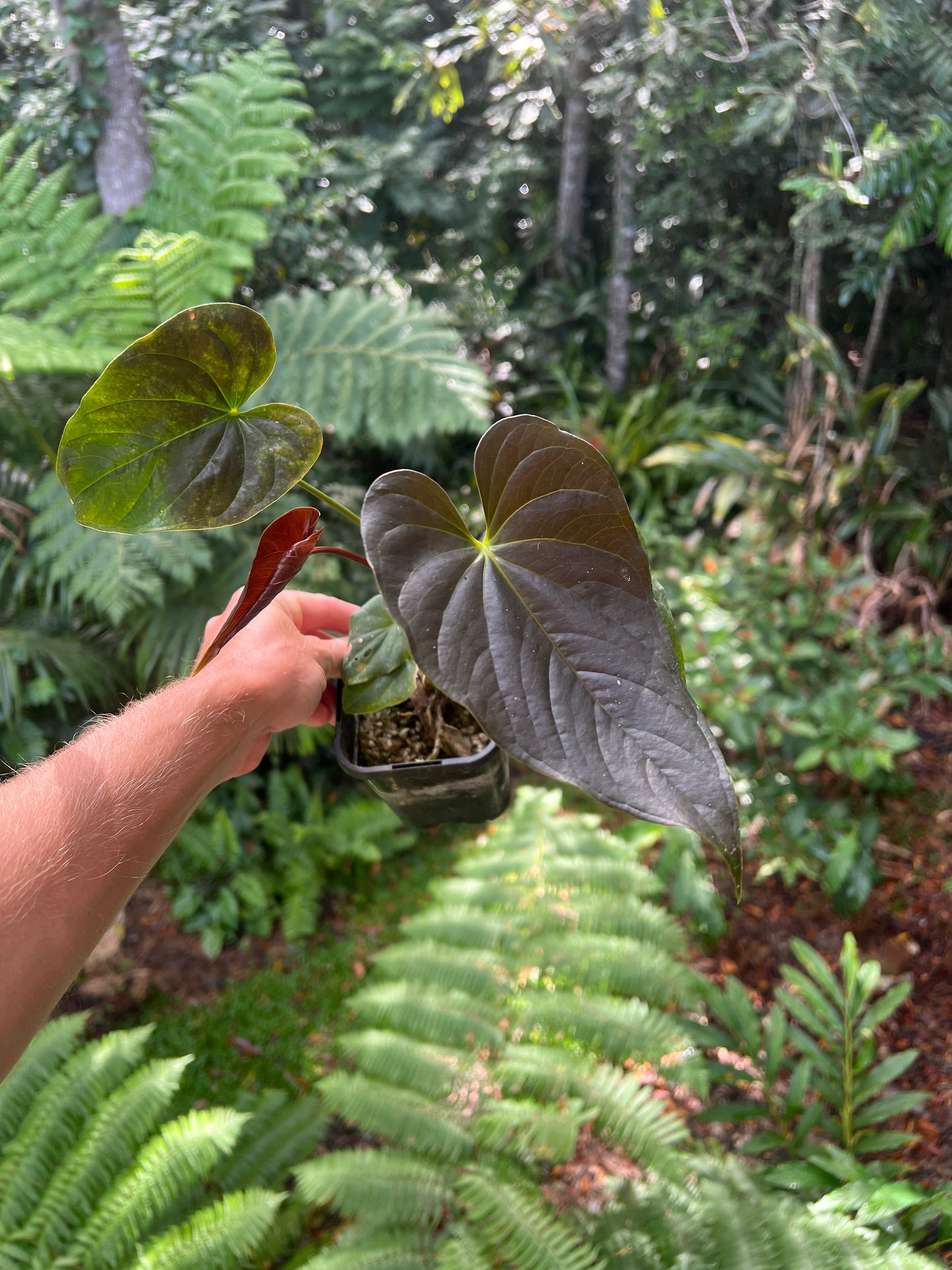 Anthurium Moodeanum Moody Clone Cutting Grown