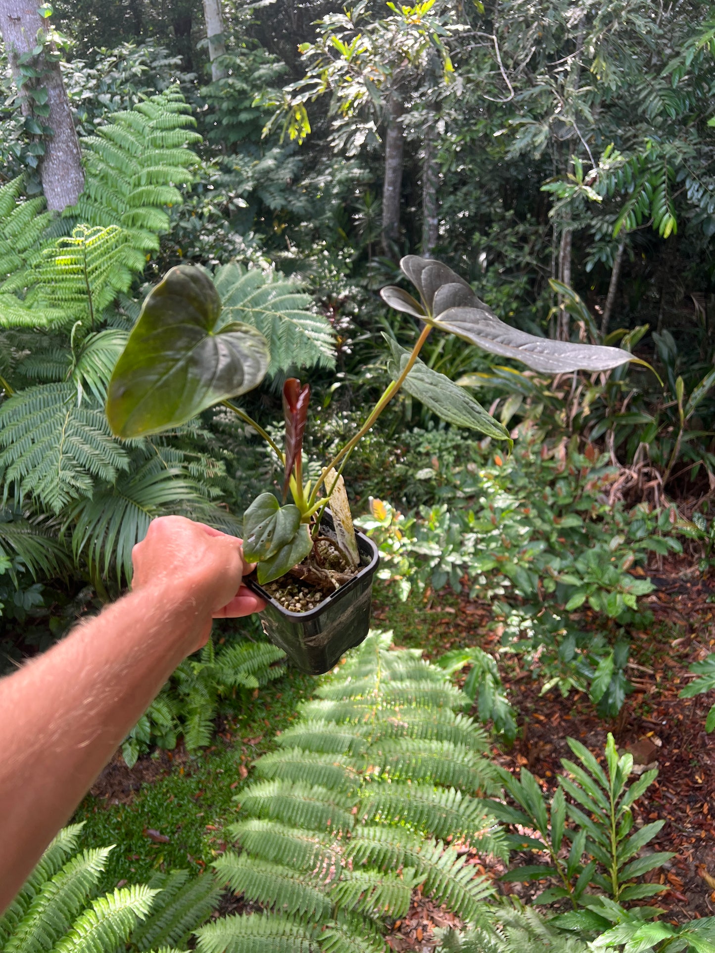 Anthurium Moodeanum Moody Clone Cutting Grown