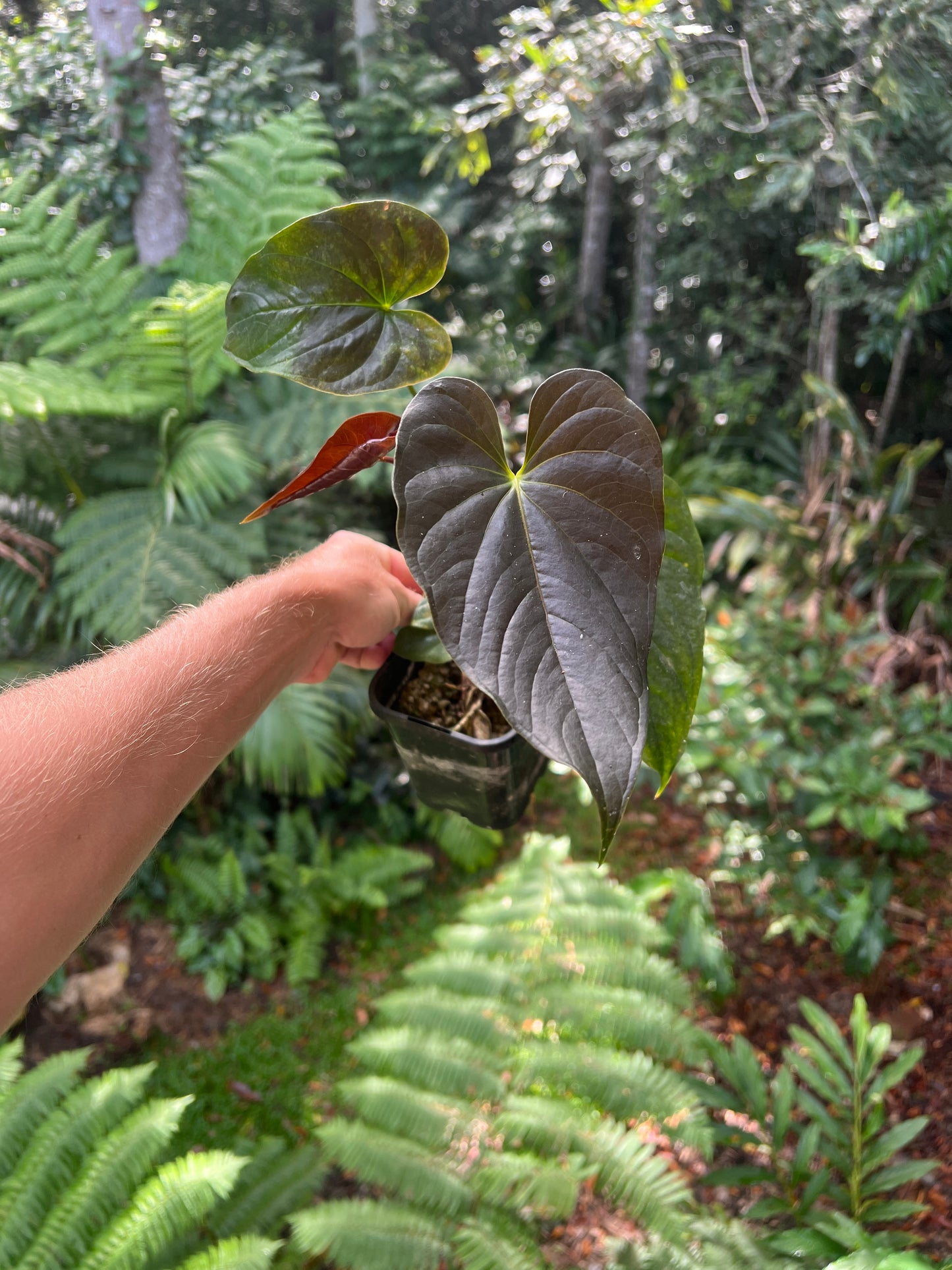Anthurium Moodeanum Moody Clone Cutting Grown