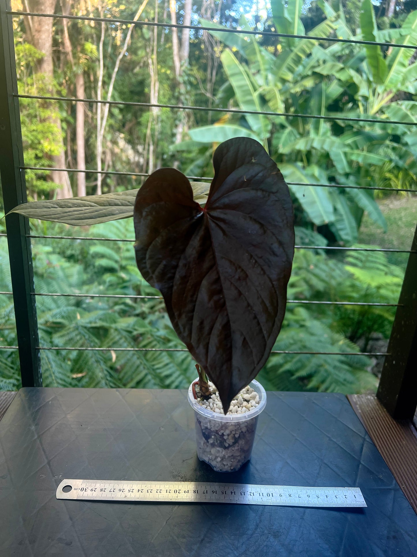 Anthurium Moody Clone ( Red Beauty , Moodeanum )