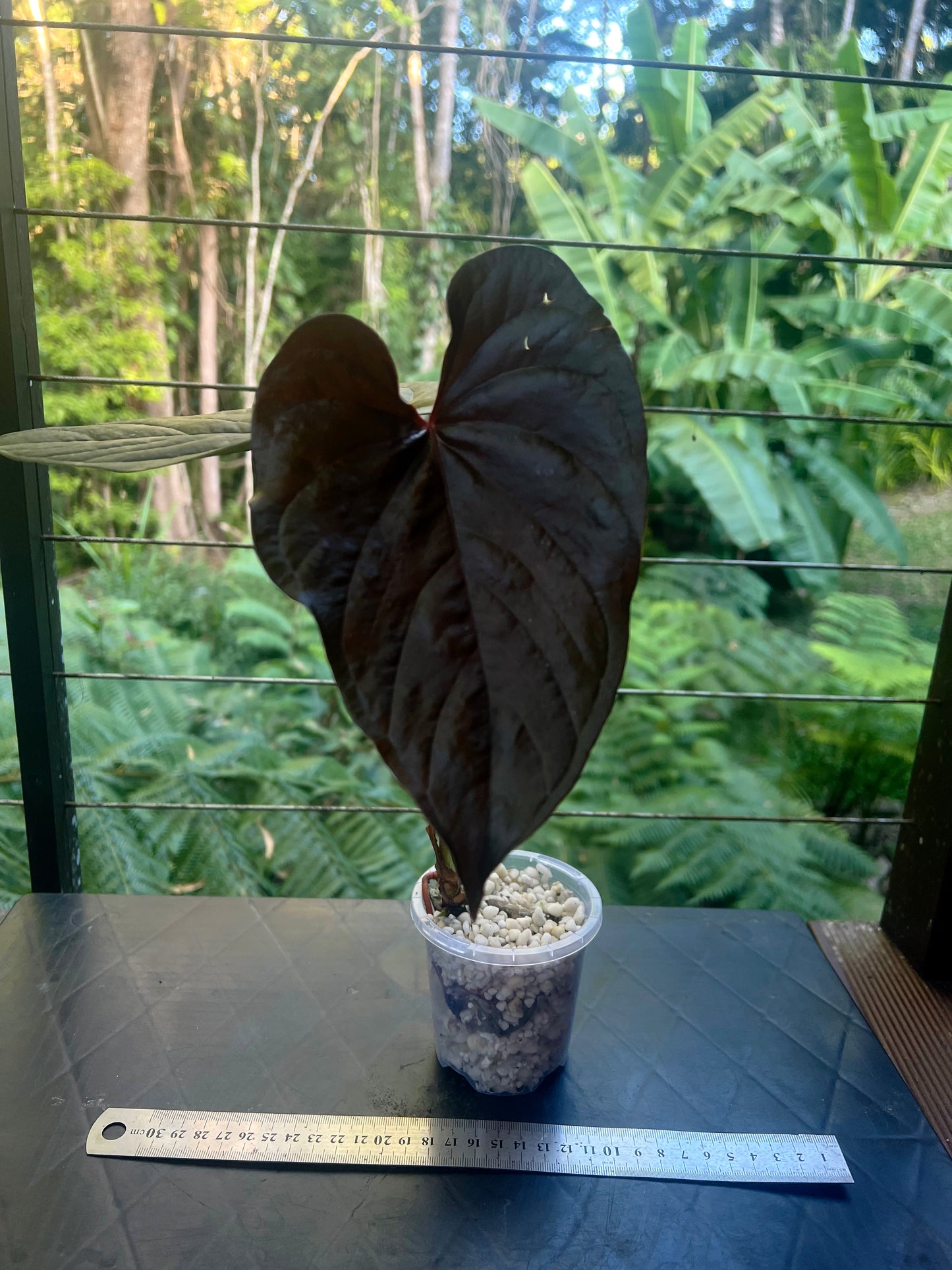 Anthurium Moody Clone ( Red Beauty , Moodeanum )